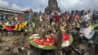 Monkeys eat fruit during a festival in Thailand