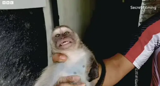 A global monkey torture gang was exposed after a year long investigation
