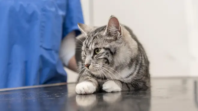 Cute cat in the veterinary practice is examined by the veterinarian