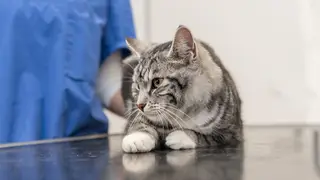 Cute cat in the veterinary practice is examined by the veterinarian