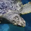Sea Turtle Medical Exam