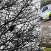 The sound of the police? A bird has learnt to mimic the sound of a siren