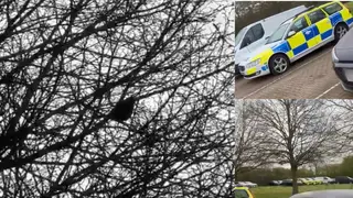 The sound of the police? A bird has learnt to mimic the sound of a siren
