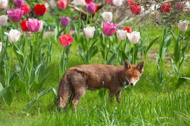 UK Weather, London, 14 April 2024: As the capital enjoys a warm weekend before stormy weather returns on Monday, a fox is seen in a garden in Clapham