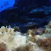 Climate NOAA Coral Bleaching