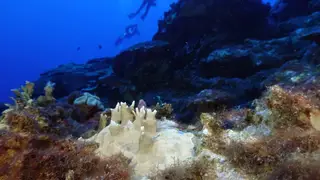 Climate NOAA Coral Bleaching