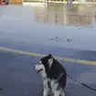 Skye, a Husky dog, sits near floodwater in Dubai