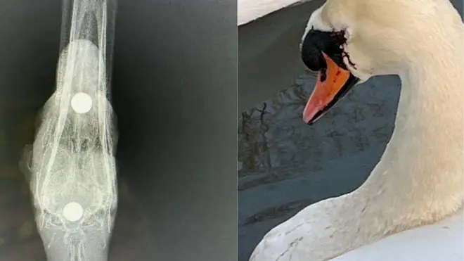 Swans have been hurt and killed in the attacks