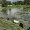 Cows graze in a flooded paddock in Kisumu, Kenya