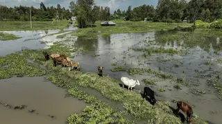 Cows graze in a flooded paddock in Kisumu, Kenya