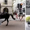 The horses have been reported in central London