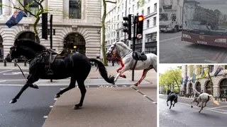 The horses have been reported in central London