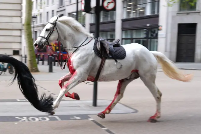 A white horse on the loose bolts through the streets of London near Aldwych