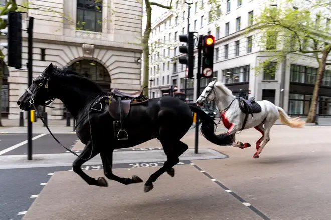 Horses on the loose in London this morning