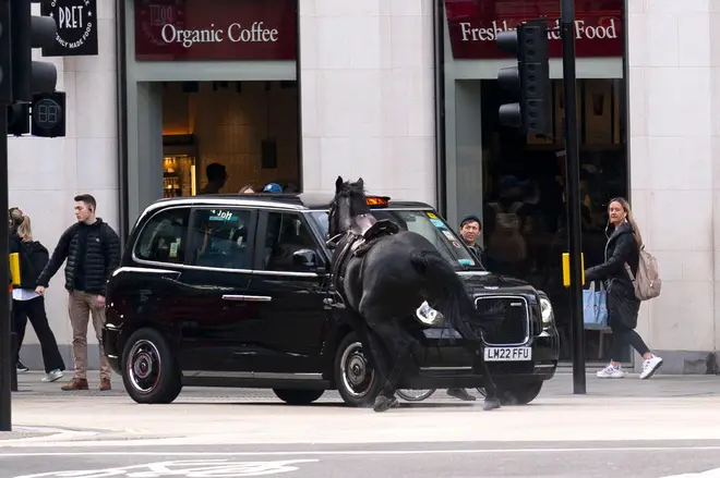 A black horse collides with a London Taxi after bolting down the A4 near Aldwych, central London. Picture date: Wednesday April 24, 2024.