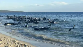 Australia Beached Whales