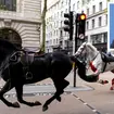 Two Household Cavalry horses 'in serious condition' amid fears animals may not survive after London rampage