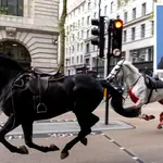Two Household Cavalry horses 'in serious condition' amid fears animals may not survive after London rampage