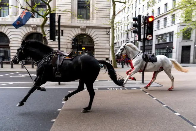 Two horses on the loose bolt through the streets of London near Aldwych, Wednesday