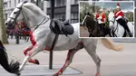 Runaway Household Cavalry horse ‘Vida’ has ‘history of being spooked and kicked solder in the head during coronation'