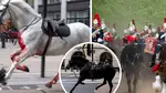 Five Household Cavalry horses caused carnage in Central London this week