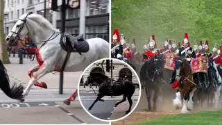 Five Household Cavalry horses caused carnage in Central London this week