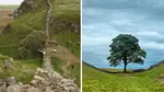 The iconic tree was felled last year