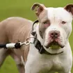22 XL Bully dogs were seized from the Sheffield allotment