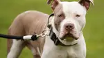 22 XL Bully dogs were seized from the Sheffield allotment