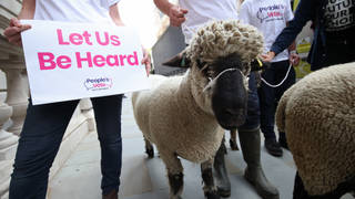A heard of sheep will be led past Whitehall in protest.