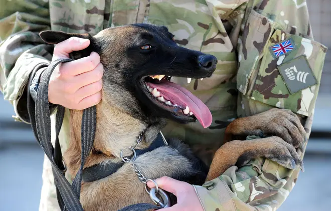 A Belgian malinois, similar to the Met Police 'conflict management' dogs, at Camp Bastion in Afghanistan.