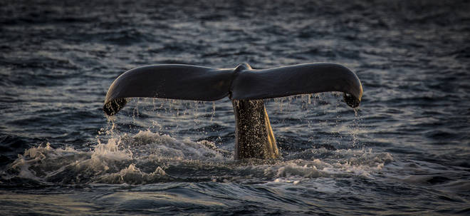 Go whale watching during your trip to Norway