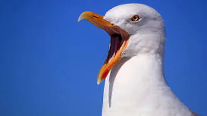 Seagull