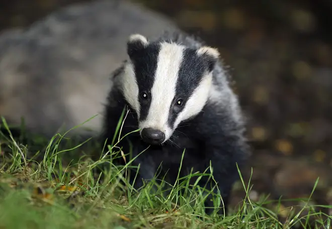 The move could result in 60,000 badgers being killed