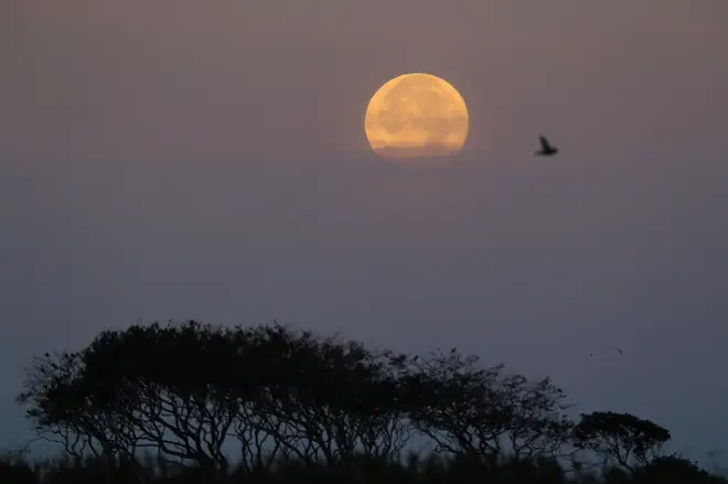 This year's Harvest moon and micromoon will appear in the early hours of Saturday morning