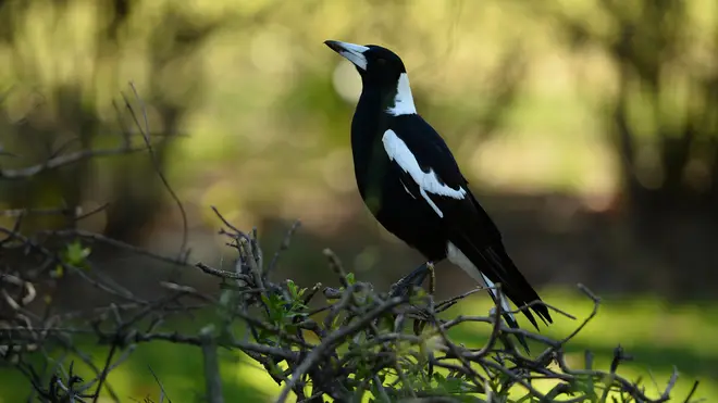 The cyclist died after swerving into a fence while distracted by a magpie