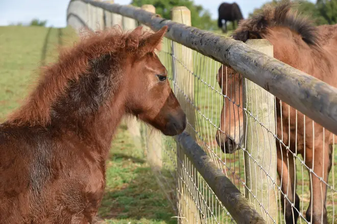 The adorable foal had her first taste of freedom at the Sanctuary's centre in Newton Abbot