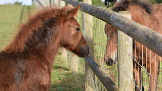 The adorable foal had her first taste of freedom at the Sanctuary's centre in Newton Abbot