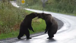 The bears were seen fighting in the middle of a highway