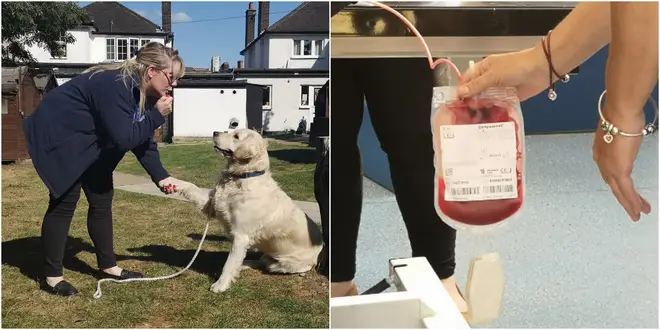 Hugo helped keep up blood stocks by donating his blood