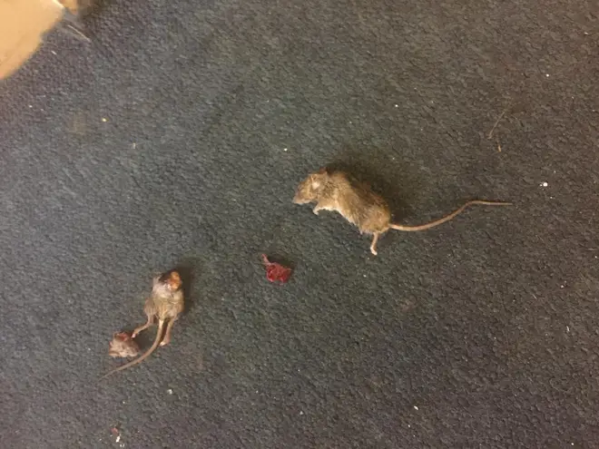 Some of the dead rats on Ms Williams carpet