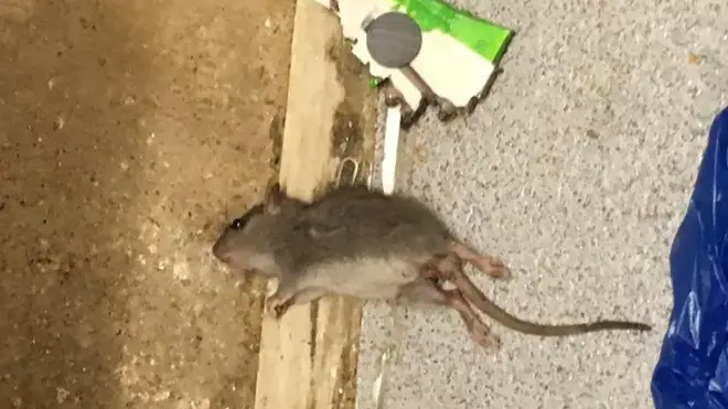 A dead rat in Ms Williams flat