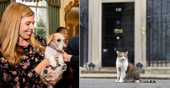 Larry the cat picks on the PM's new dog, the Chancellor revealed