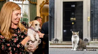 Larry the cat picks on the PM's new dog, the Chancellor revealed