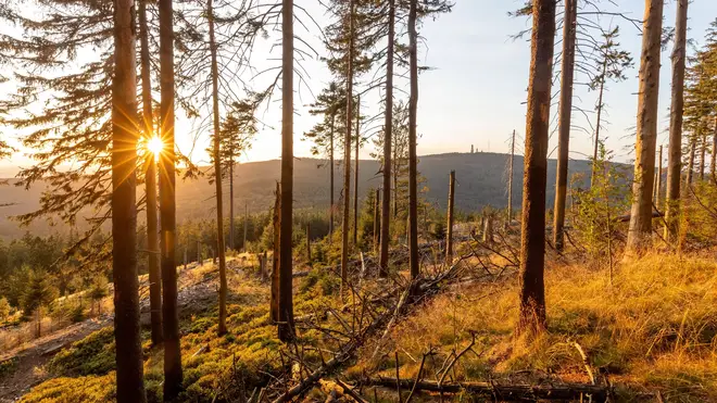 Bare trees in autumn - does that mean we're losing oxygen?