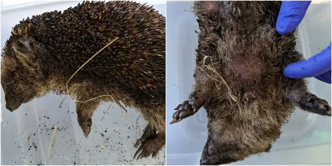It is believed petrol was poured on the hedgehog to set it on fire