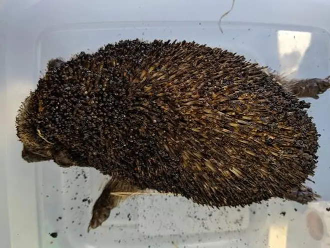 The hedgehog had to be put to sleep by a vet