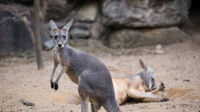 A teenager has been accused of killing 20 kangaroos in the space of an hour