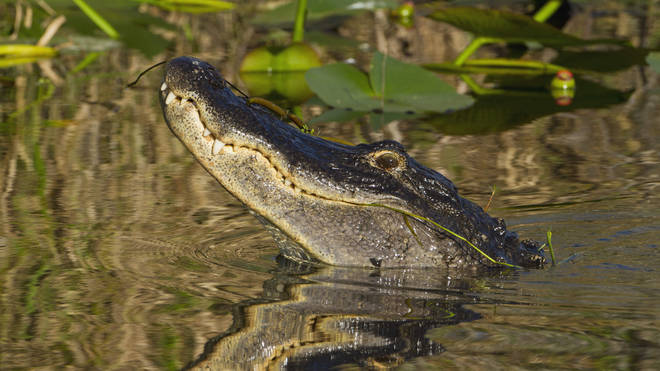 Trump apparently demanded an "alligator filled moat" for the border wall