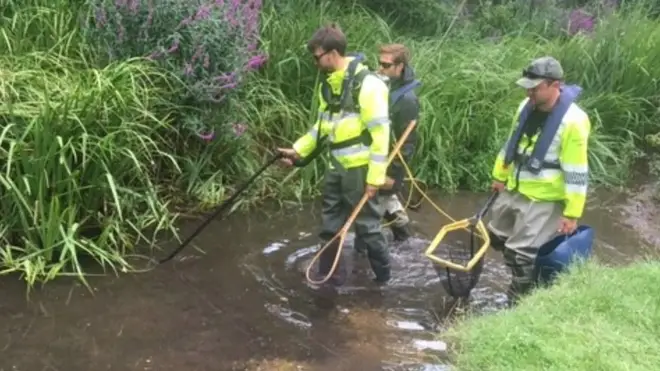 Fish rescue taking place in areas with low dissolved oxygen levels due to drought